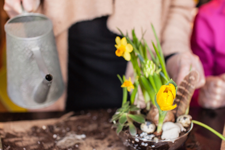 Gardener planting spring flowerの写真素材