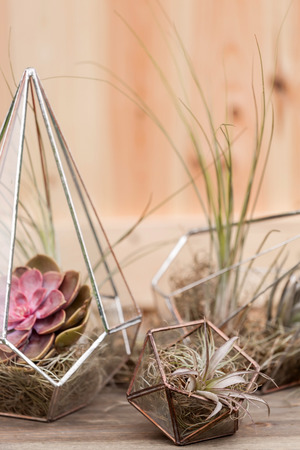 succulent garden in glass terrariumの写真素材