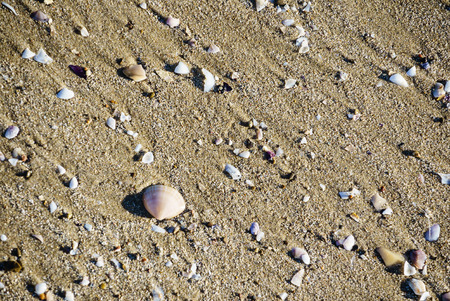 shells on the sandの写真素材