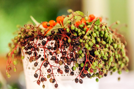 autumn berriesの写真素材