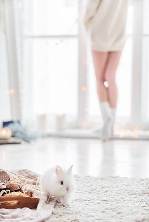 nice rabbitの写真素材