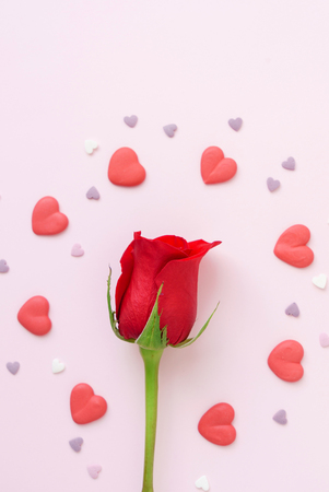 red roseの写真素材