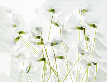 white spring flowersの写真素材