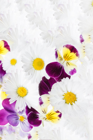 pansies flowersの写真素材