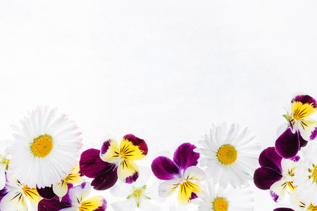 pansies flowersの写真素材