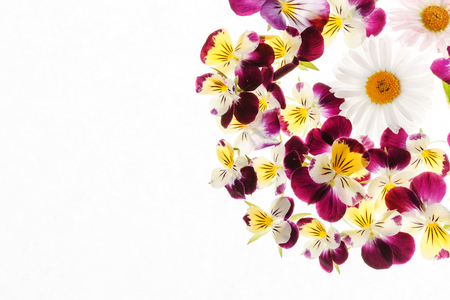 pansies flowersの写真素材