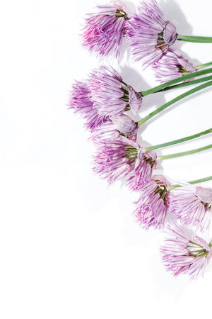 onion flowersの写真素材