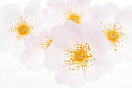 wild roseの写真素材