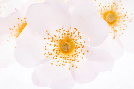 wild roseの写真素材