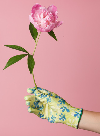 peonies in the handの写真素材