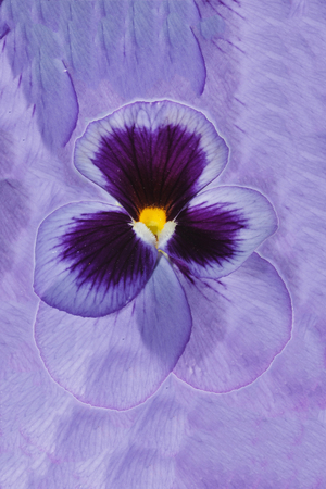 pansy flowersの写真素材