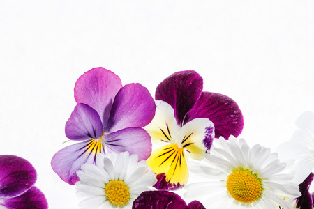 pansies flowersの写真素材