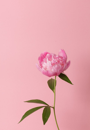 peony in the handの写真素材