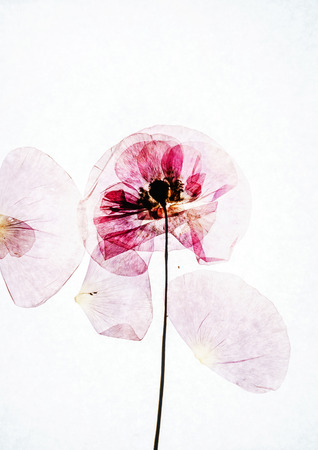 dry poppy flowersの写真素材