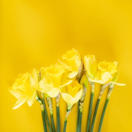 yellow narcissusの写真素材