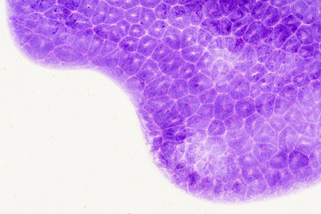 purple backgroundの写真素材