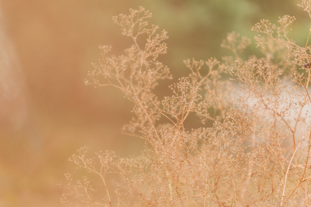 nature backgroundの写真素材