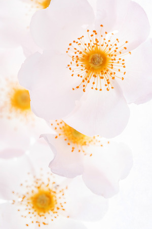 wild roseの写真素材