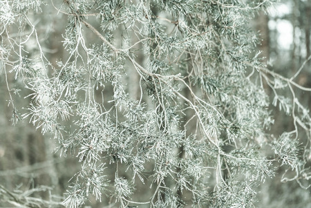 winter treeの写真素材