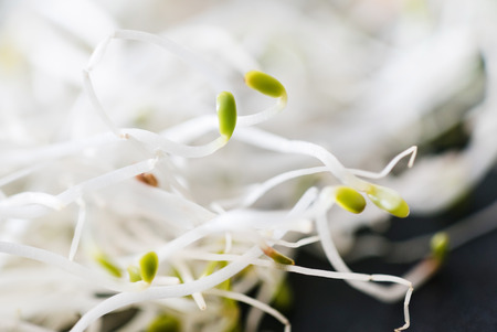 fresh sproutsの写真素材