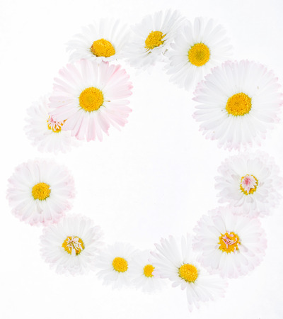 daisy flowersの写真素材