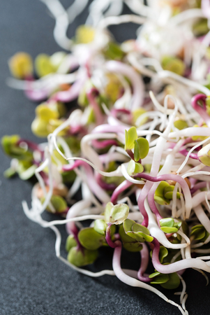 fresh sproutsの写真素材