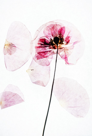 dry poppy flowersの写真素材