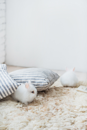 nice rabbitsの写真素材