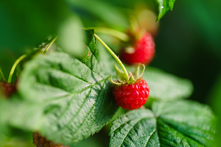 raspberries in the gardenの写真素材