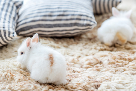 nice rabbitsの写真素材