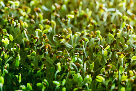 microgreen fieldの写真素材
