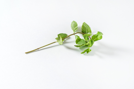 fresh mintの写真素材