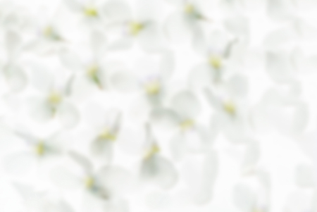 white spring flowersの写真素材