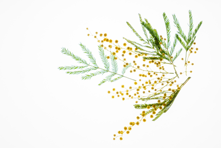 mimosa branchの写真素材