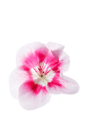 pansy flowersの写真素材