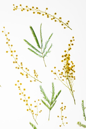 mimosa branchの写真素材
