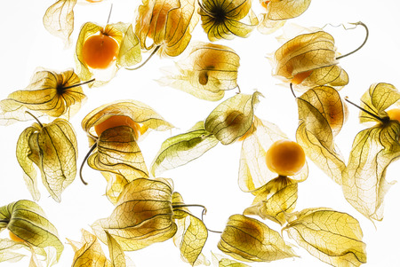 fresh berriesの写真素材