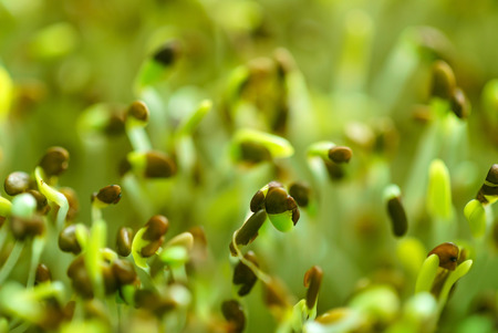 microgreen fieldの写真素材