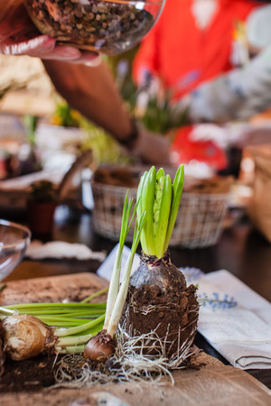 Gardener planting spring flowerの写真素材