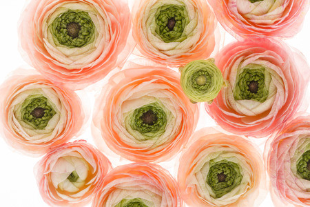 spring flowersの写真素材