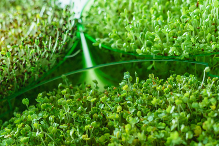 microgreen fieldの写真素材