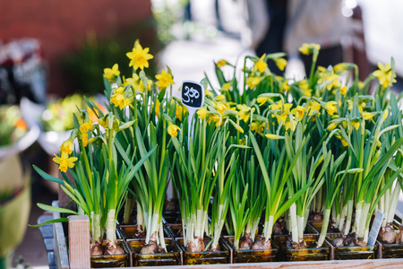 spring flowersの写真素材