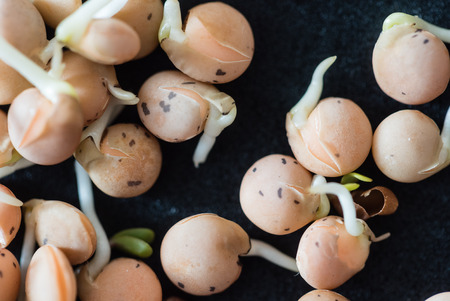 fresh sproutsの写真素材