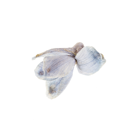 blue flowerの写真素材