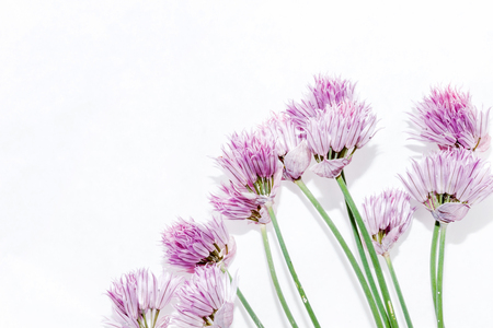 onion flowersの写真素材