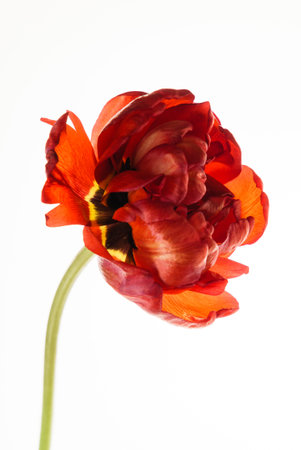 red tulip isolated