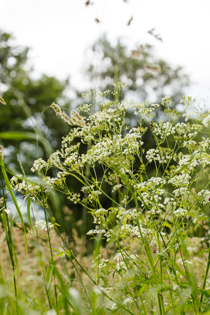 summer fieldの写真素材