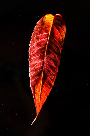 autumn leavesの写真素材