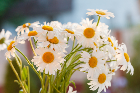 daisy flowersの写真素材