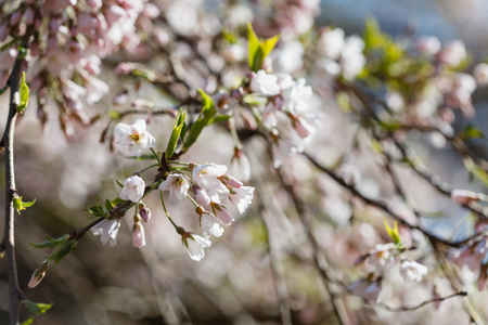 spring treeの写真素材